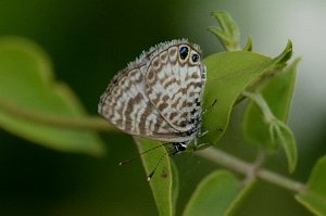 028 2015-01119737 Castellow Hammock Preserve, FL